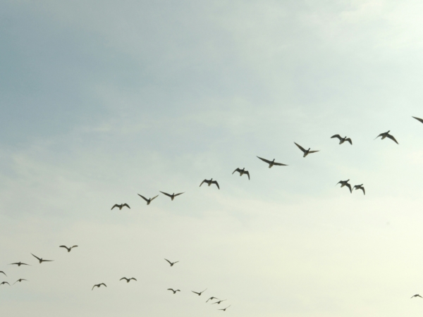 Kevin dowling Yd Vc7bg BLL8 unsplash